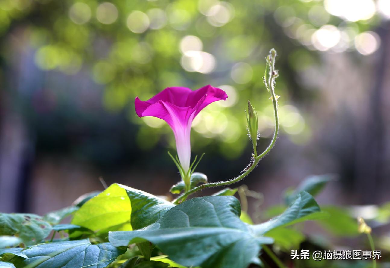 怎么拍牵牛花拍出大片的感觉,牵牛花拍照教程