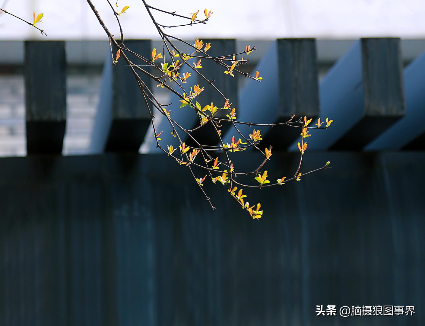 春天拍摄的绿叶怎么拍,春天的花朵怎么拍摄照片