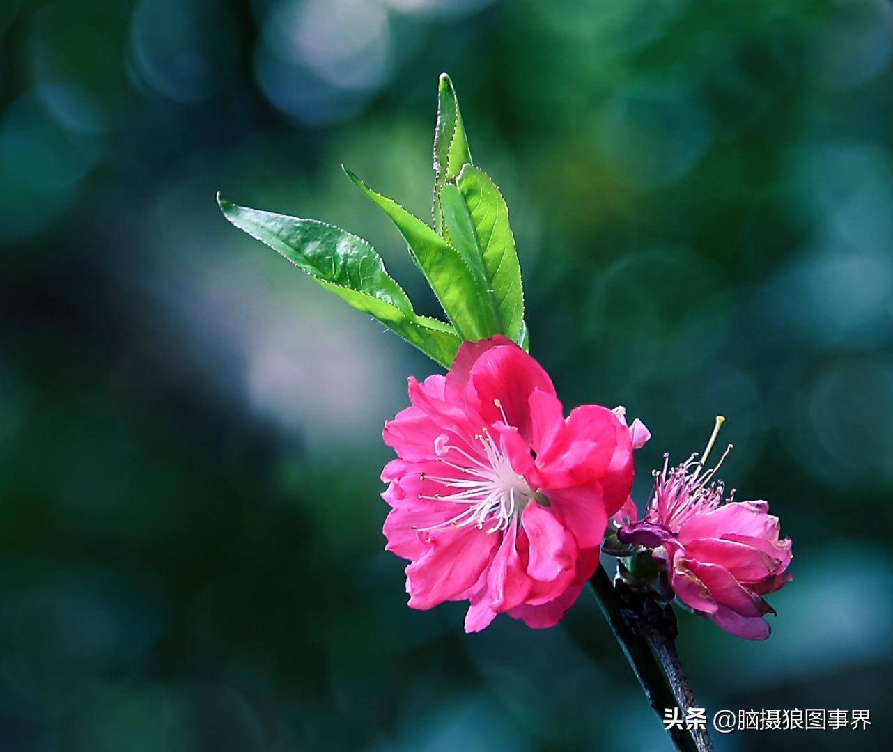 春天拍摄的绿叶怎么拍,春天的花朵怎么拍摄照片