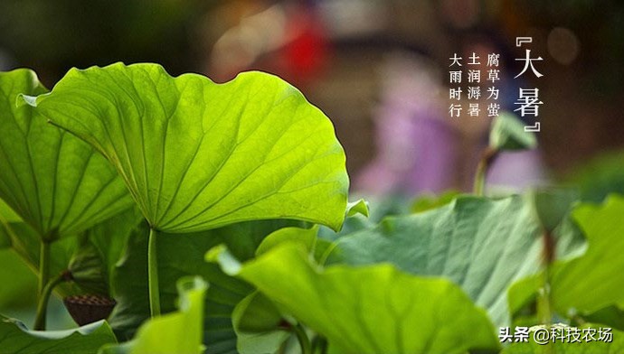 大暑的俗语有哪些,关于大暑的俗语有哪些