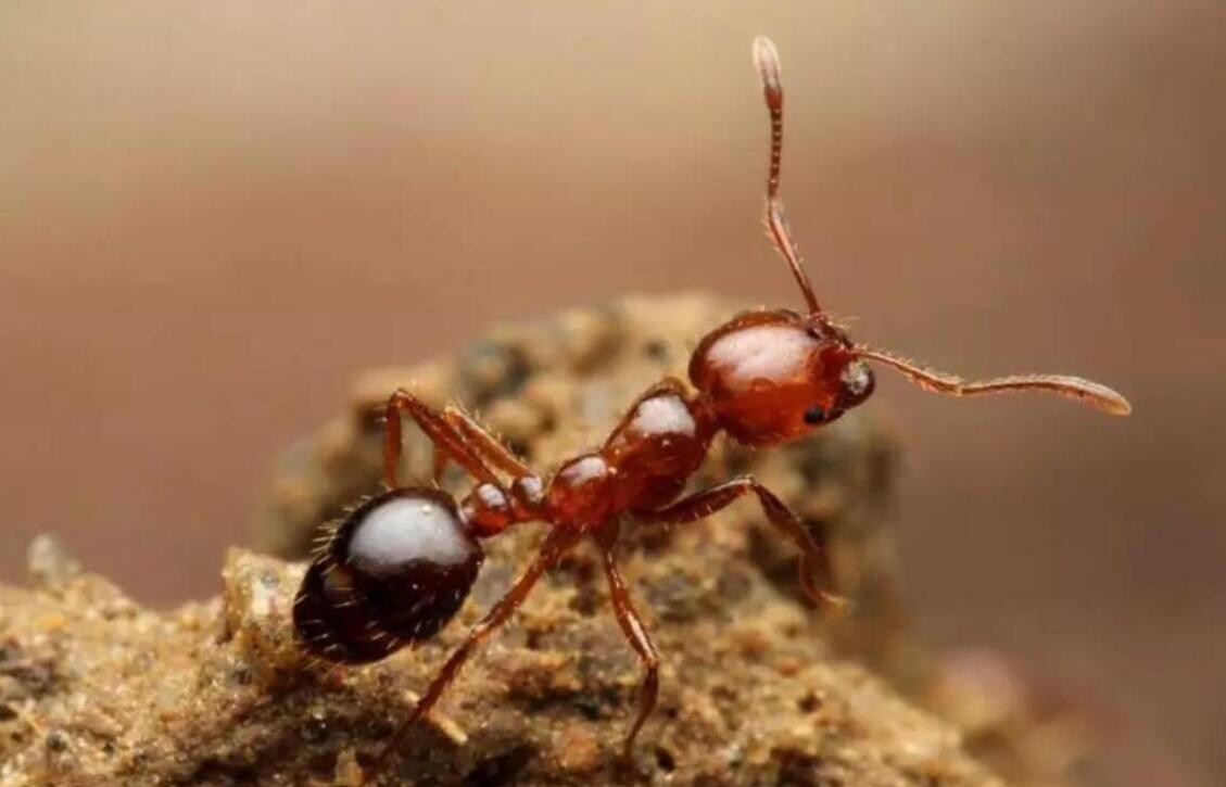 红火蚁大战中国白蚁,白蚁和黑蚁谁更有危害