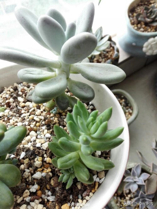 多肉植物叶尖枯萎怎么办,多肉植物一般怎样养要注意什么