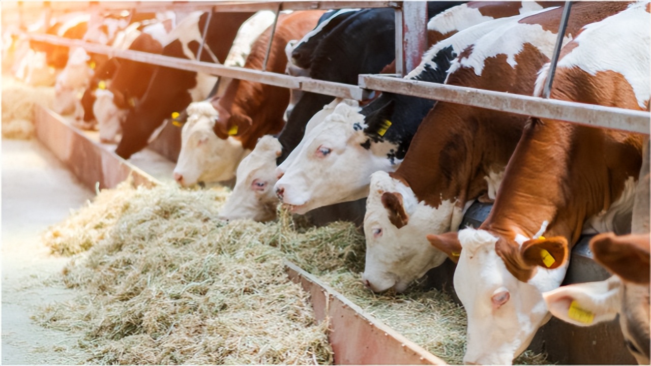 母牛怎么喂养视频,母牛怎么喂养最科学