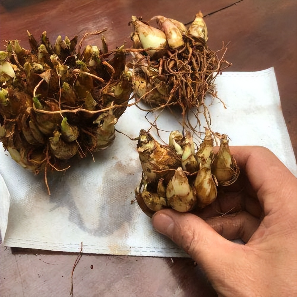 适合室内养的四季开花的球,室内盆栽花卉球兰