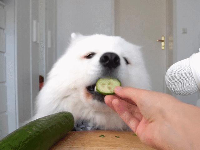 狗狗虚胖图,狗狗虚胖