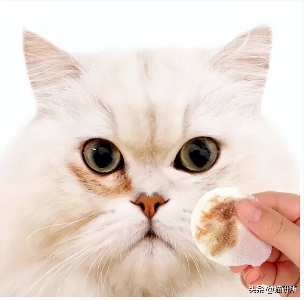 猫咪脸上有眼泪怎么办,猫咪脸上的泪痕怎么解决