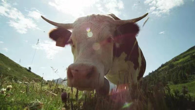 米其林星厨高端粤菜,百特品质世界金奖