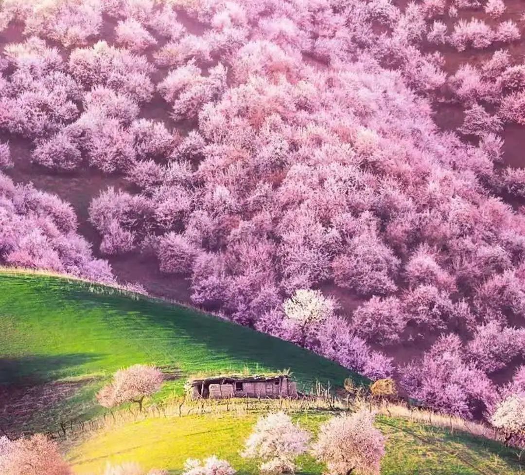 四月新疆伊犁草原,新疆伊犁野杏花最美人间四月天