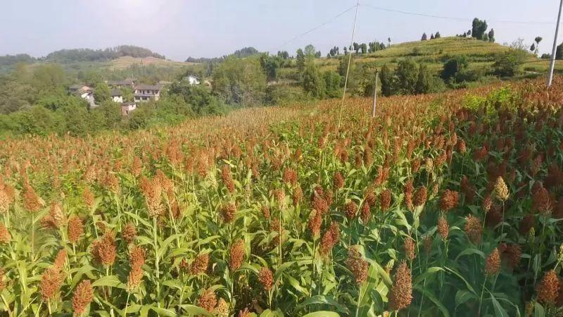 高粱种子图片大全,大片高粱成熟图片