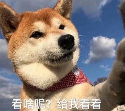 狗狗老是扒拉我怎么回事,狗狗用手老是扒拉主人啥意思