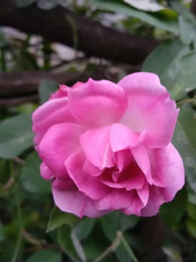 想要拥有自己的一间花店,好想拥有这样的一间花店