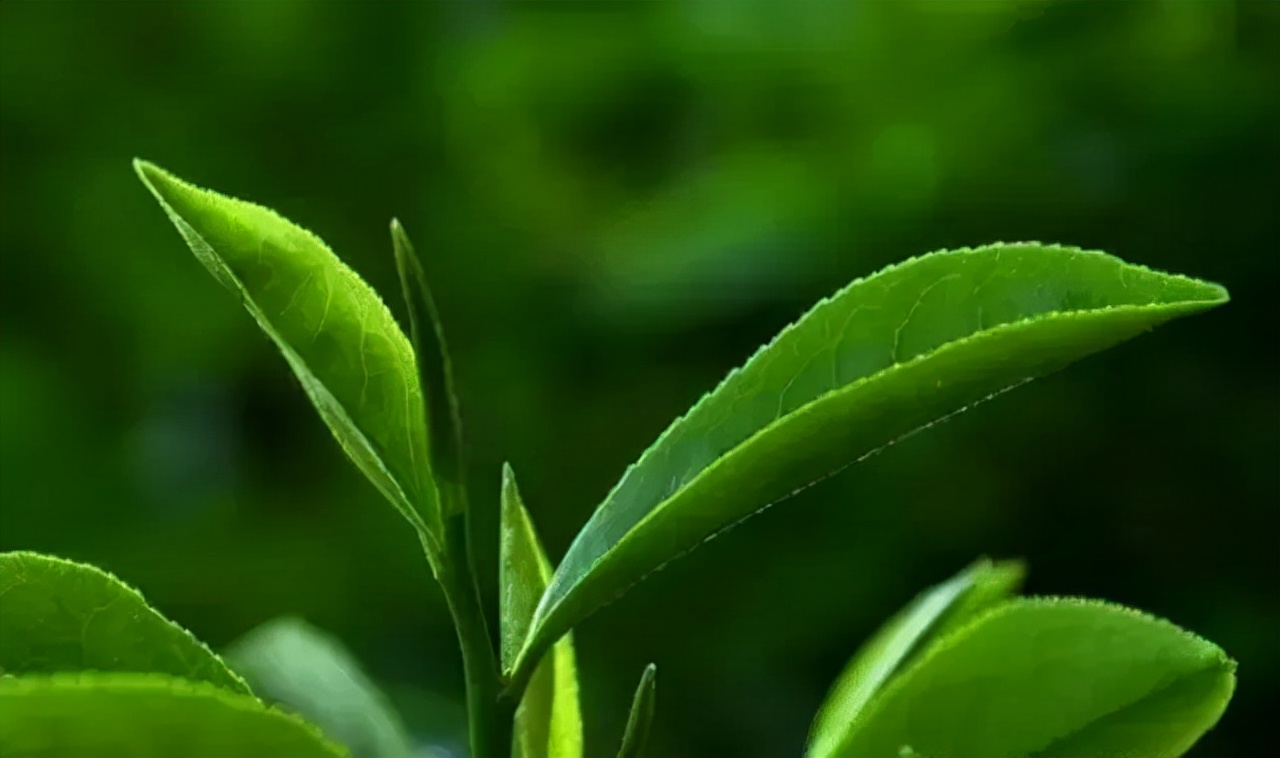 安溪梅占茶叶怎么样,安溪铁观音茶叶好坏区别