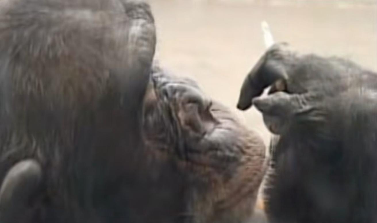 动物园的猩猩感染烟瘾,母猩猩染上烟瘾