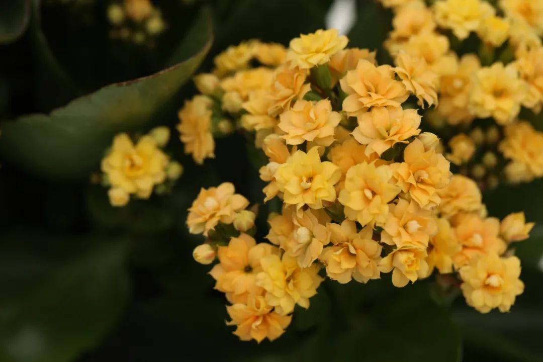 发财树绿萝吊兰怎么养怎么换盆,发财树绿萝金钱树这类花怎样养护