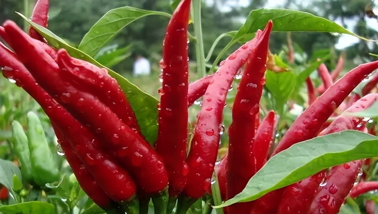 商丘知名农产品品牌,中国地理标志农产品品牌展播