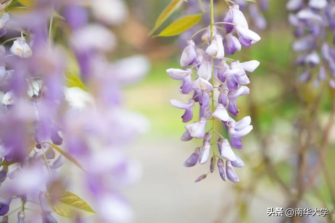 南华大学校花全集,校花南华大学