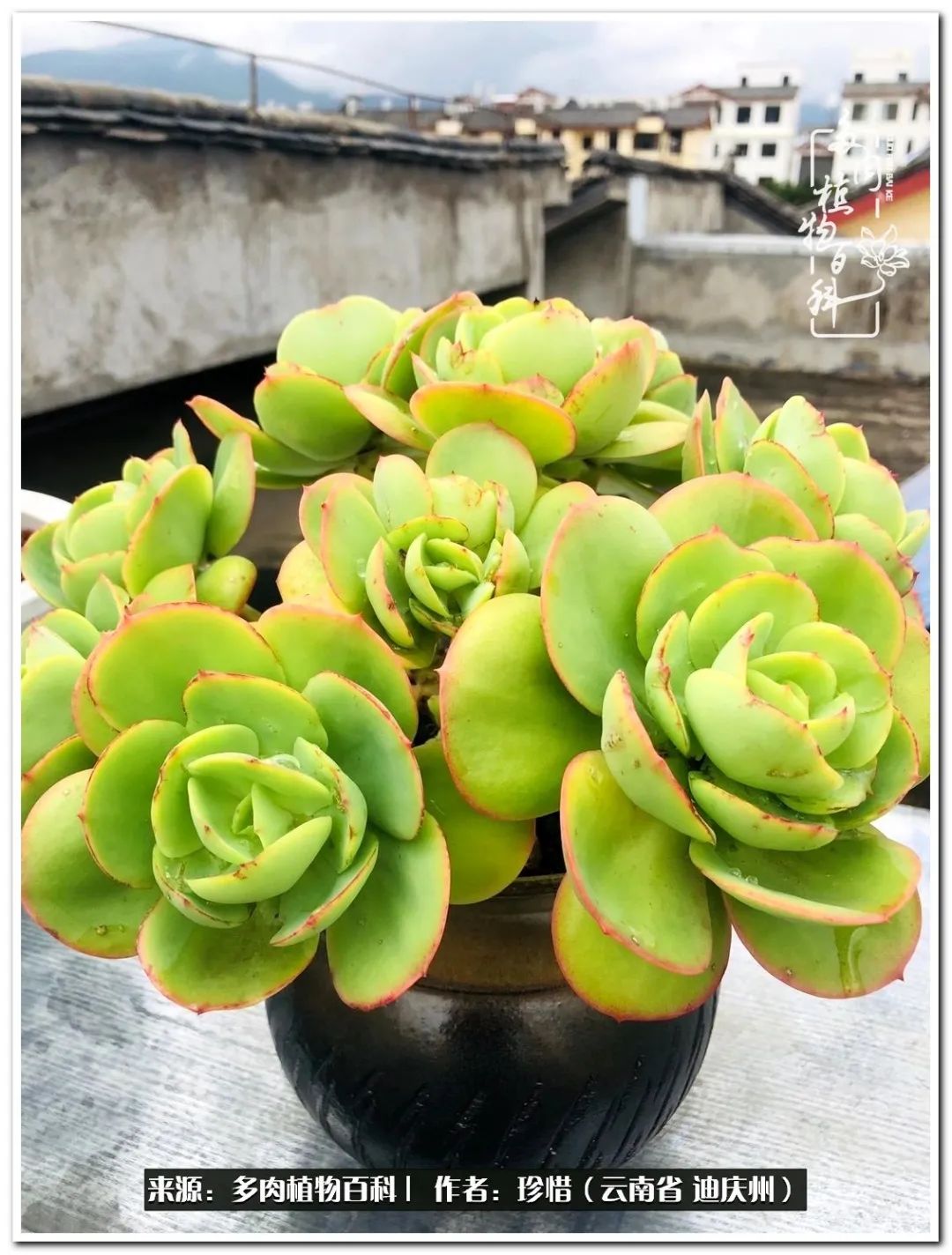 给生命一份淡然还岁月一份从容,给生命留一份洒脱的话