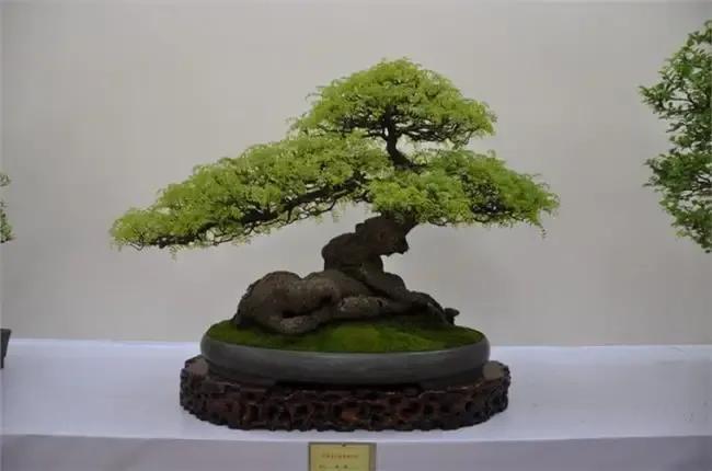 庚子日柱2023年癸卯年运势,癸卯年2023年哪个月出生最好