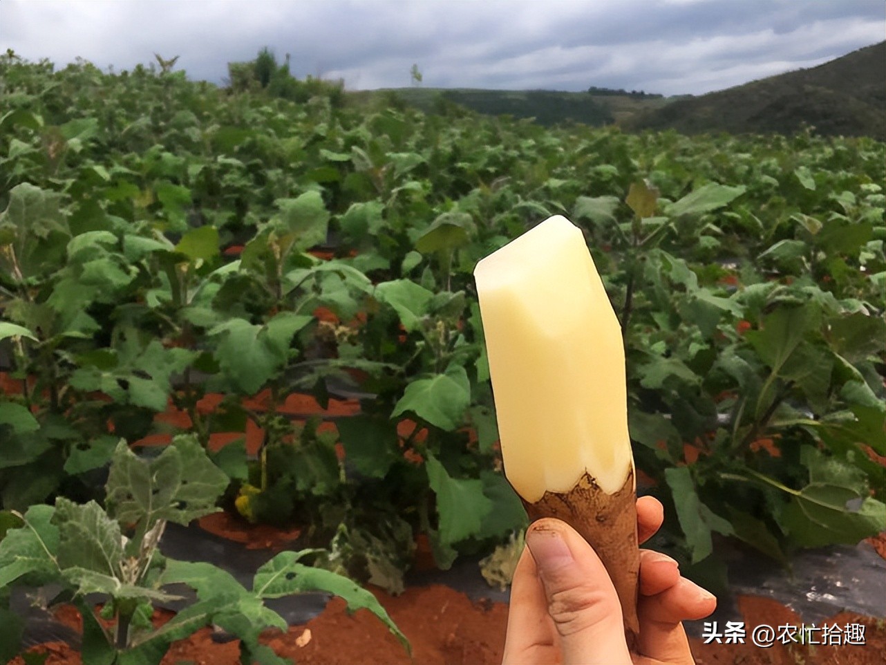 曾靠名字走红，一斤5元热卖，如今牛皮已吹破，市场上难见到