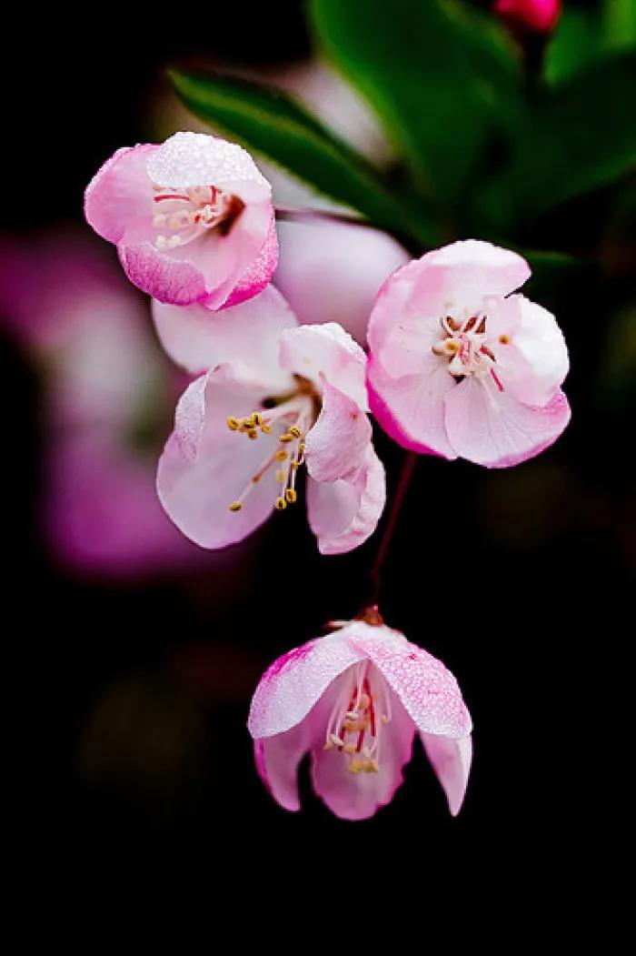 七绝春雨十首,七绝春雨寒烟
