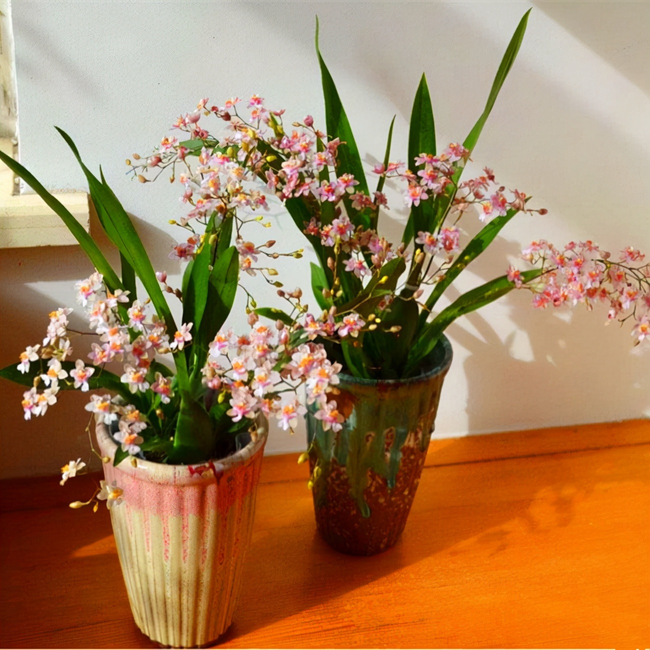 20种吉祥的花,20种年宵花高端又大气