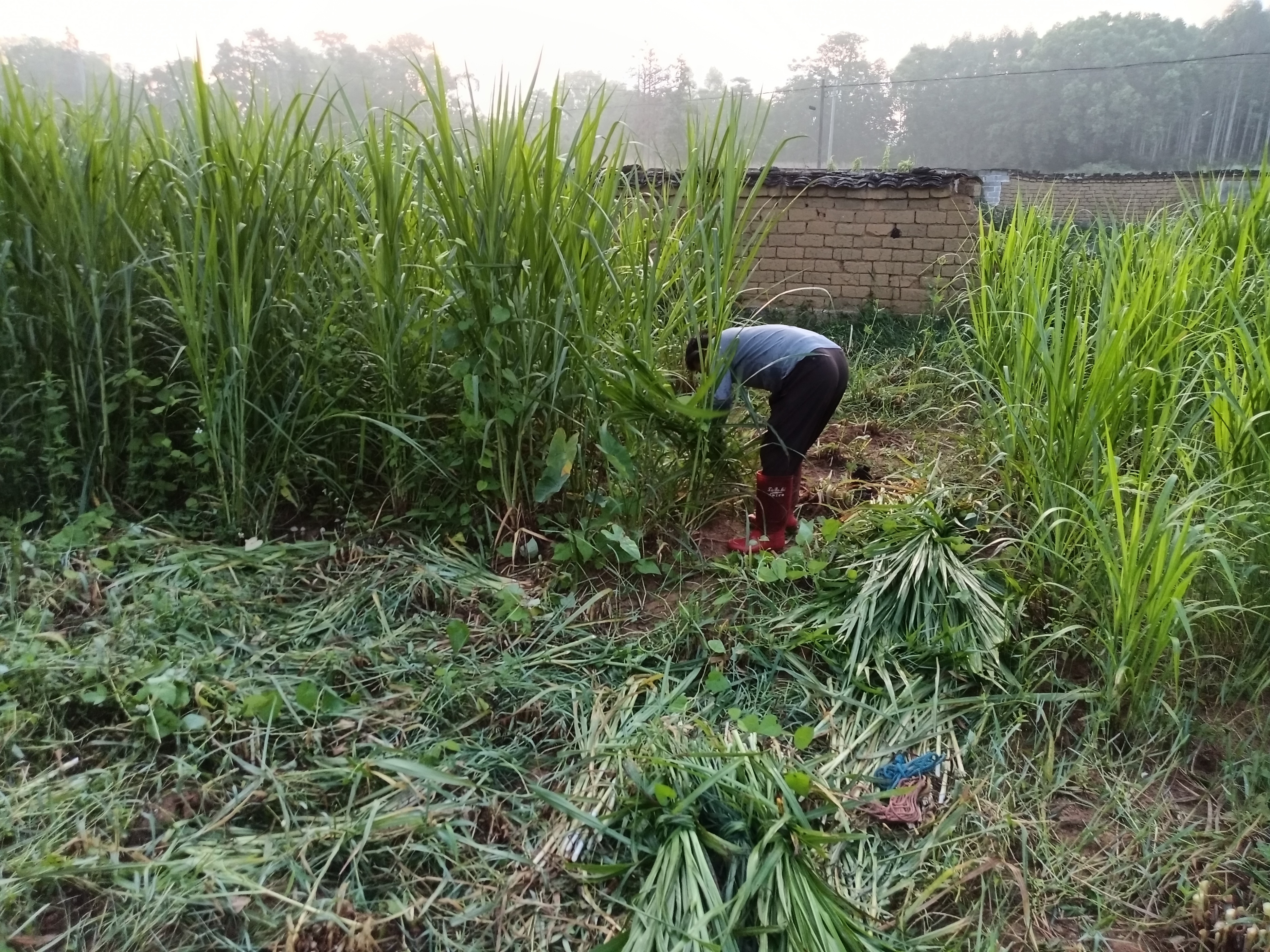 今天做了两件事重点喷杀蚂蚁窝