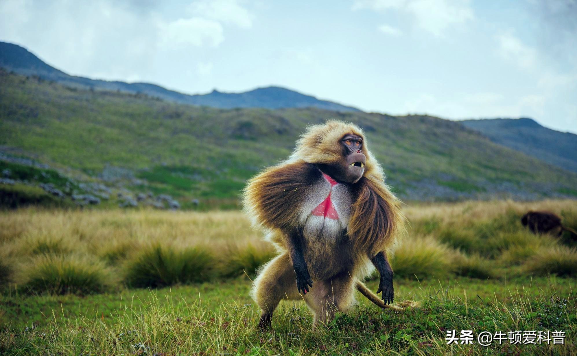 最凶残的猴子有多可怕,猴界最厉害的猴子到底是哪一种呢