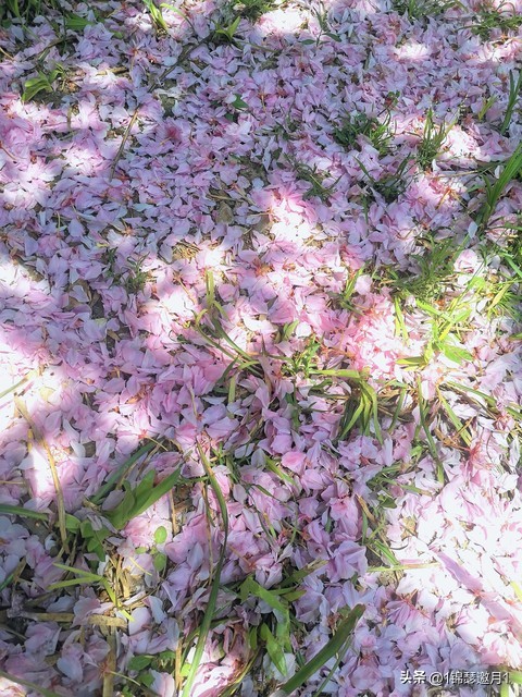 落英缤纷草书欣赏,落英缤纷美句简短