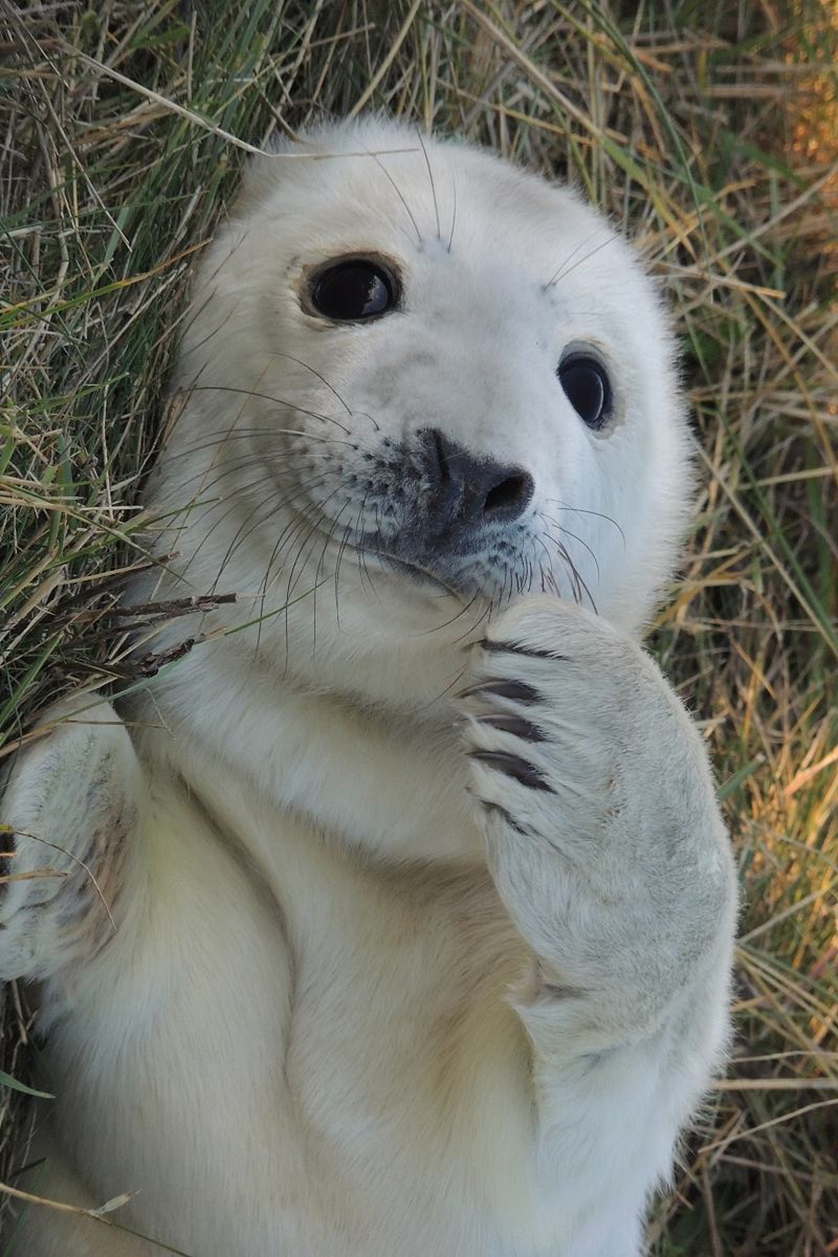 在我当船员的岁月里，我养大了一只海豹，尽管不舍也放它回归大海