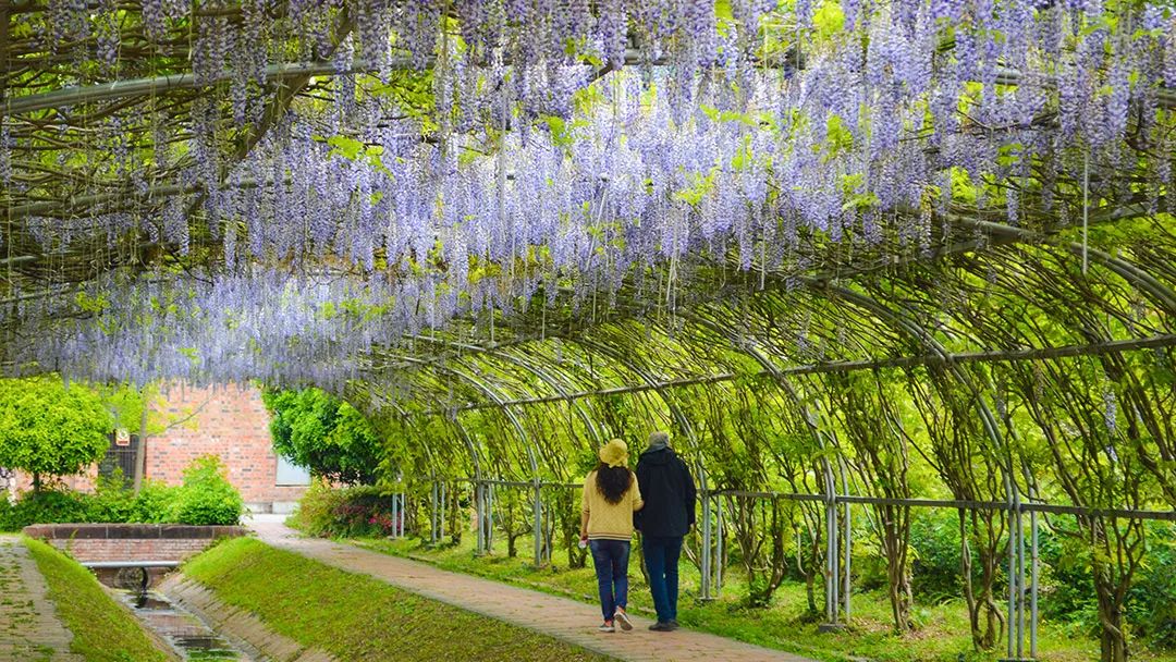 花卡特惠,新春钜惠不容错过