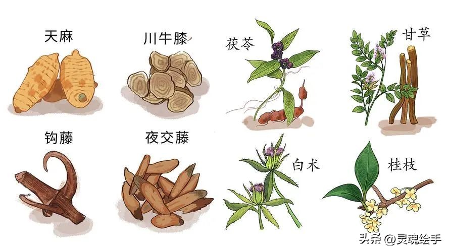 植物为什么可以治疗动物的疾病？