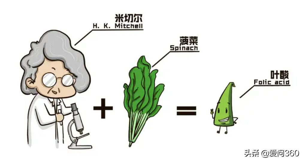 含叶酸最好的十种食物补铁,叶酸含量高对身体有什么影响