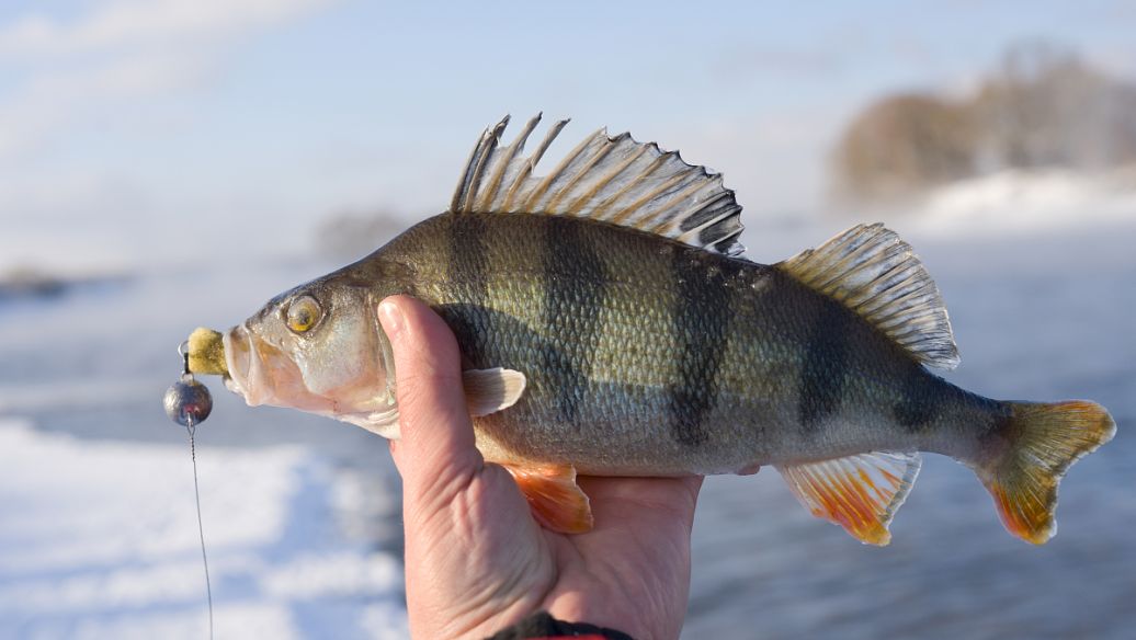 哪里有网箱养殖许氏平鲉,许氏平鲉养殖