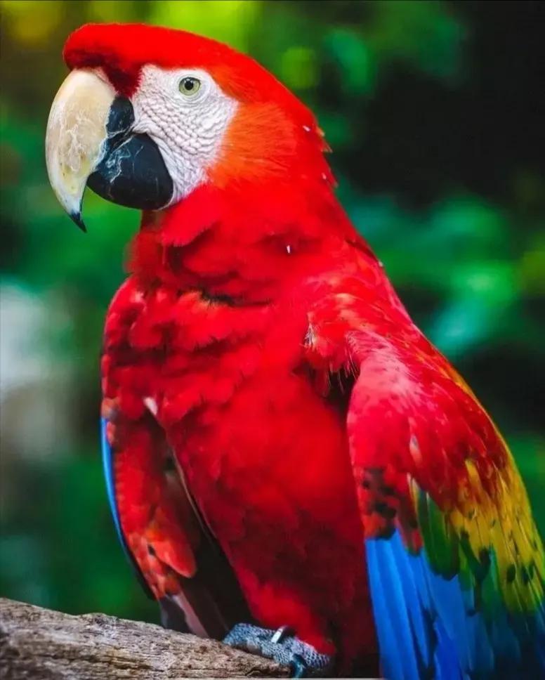 分享图片—五彩金刚鹦鹉