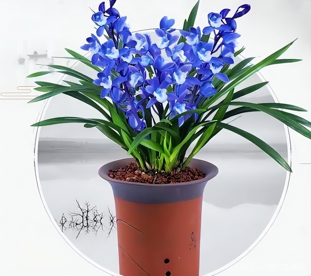 不起眼却很美丽的小花图片,不起眼但沁人心脾的花