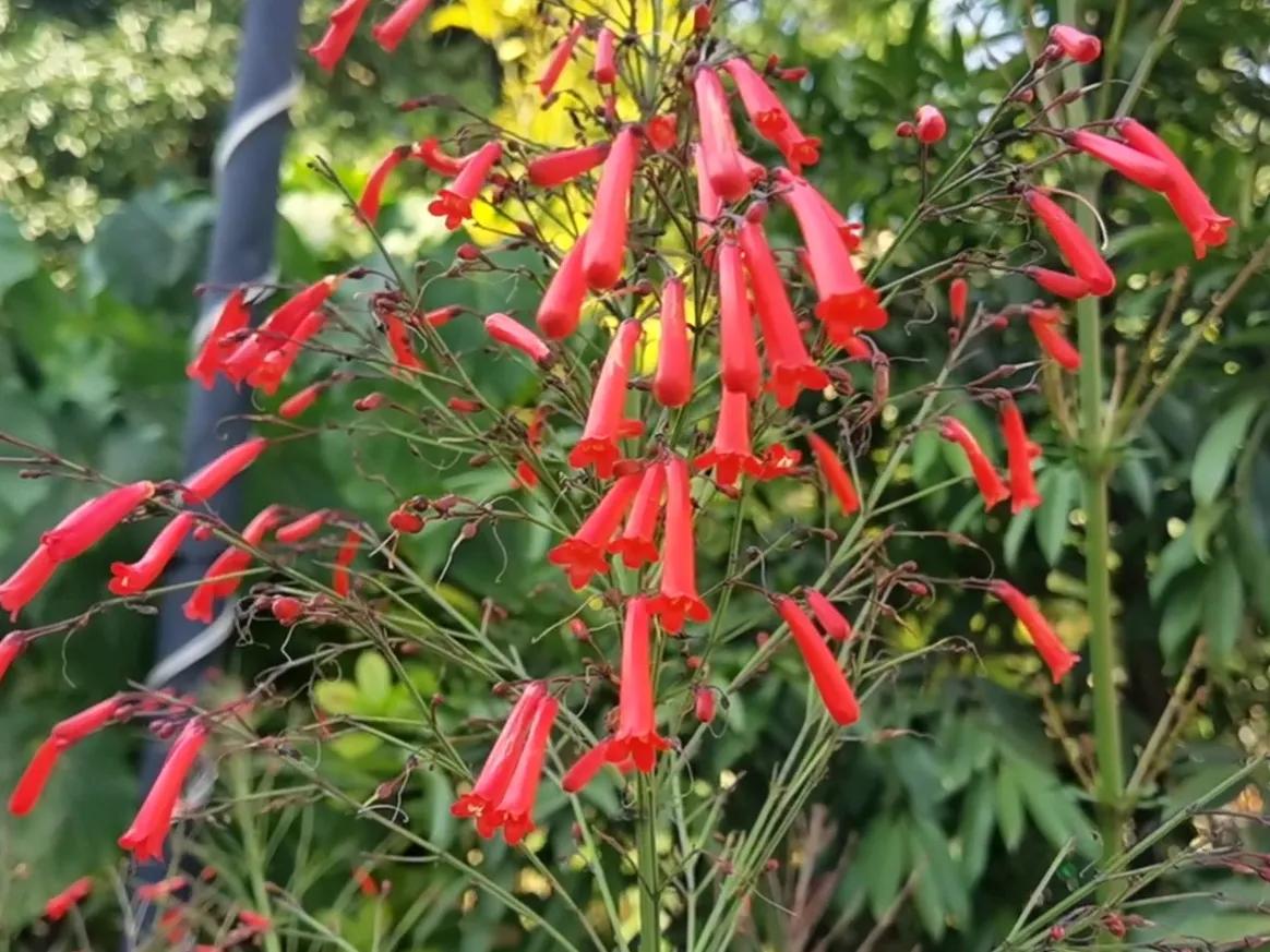 赏花旅游种什么花,春季去公园踏青上百种花让人眼花