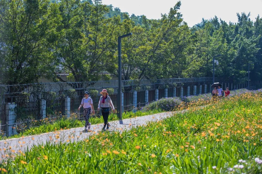 深圳淘金山绿道公园攻略,深圳淘金山绿道风景视频