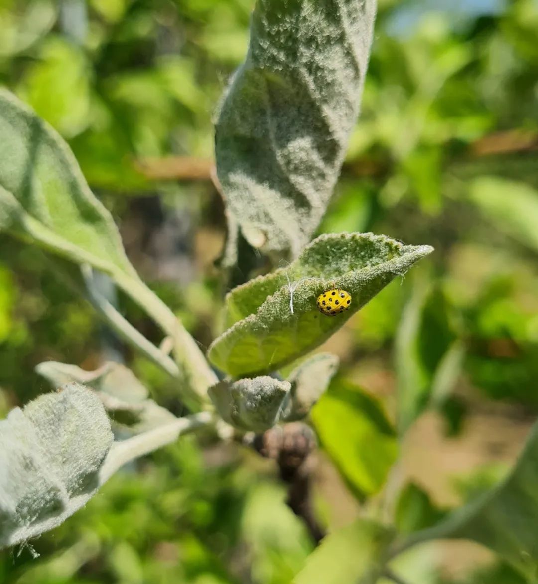 植物叶子上长白色凸起点,天气突然降温植物叶片发软