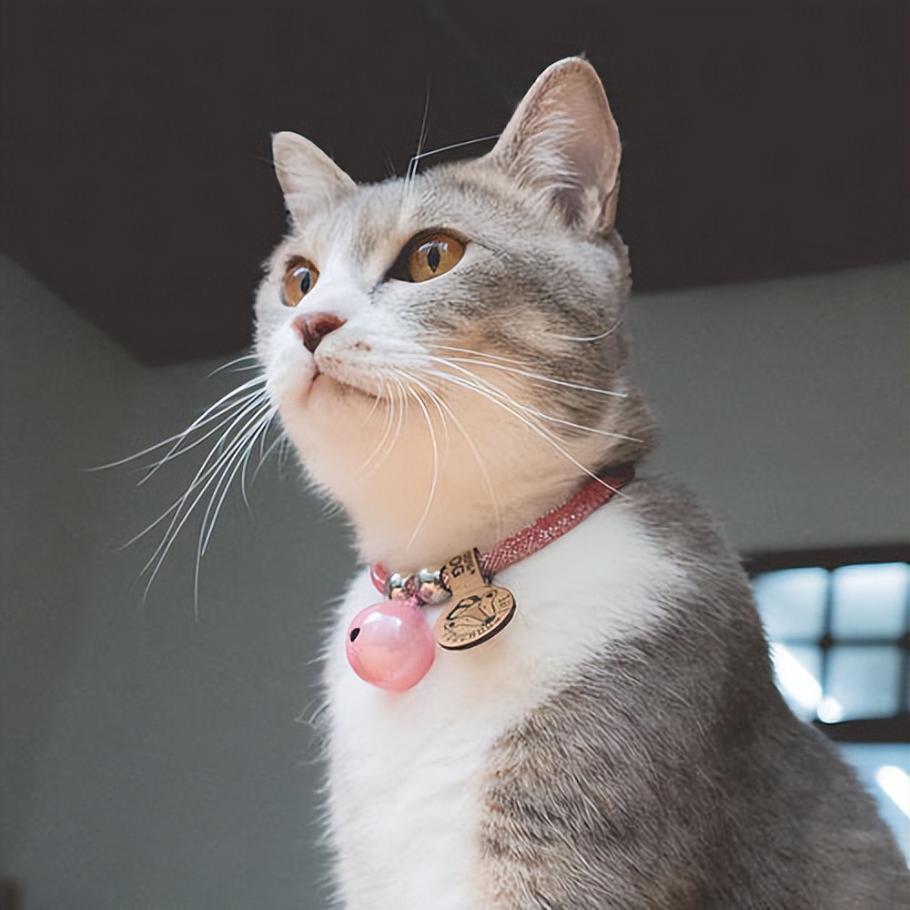 新手要知道的养猫小知识,养猫必知的十条冷知识大全