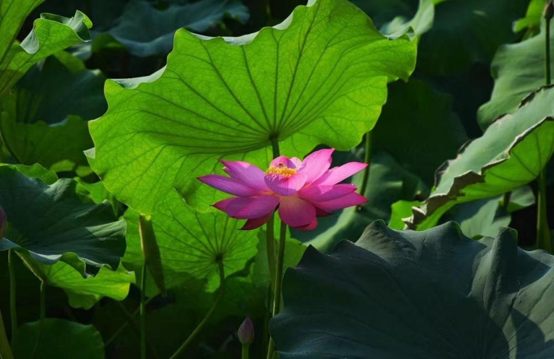 荷你有约环创,荷你有约完整视频