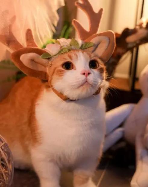 猫咪能不能吃火腿肠,猫咪不能吃的水果和蔬菜