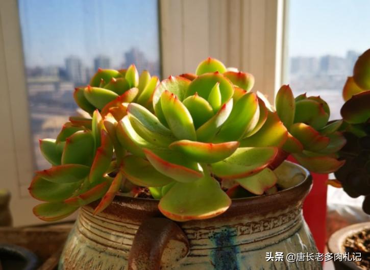 碧桃多肉怎么服盆,碧桃多肉耐不耐冻