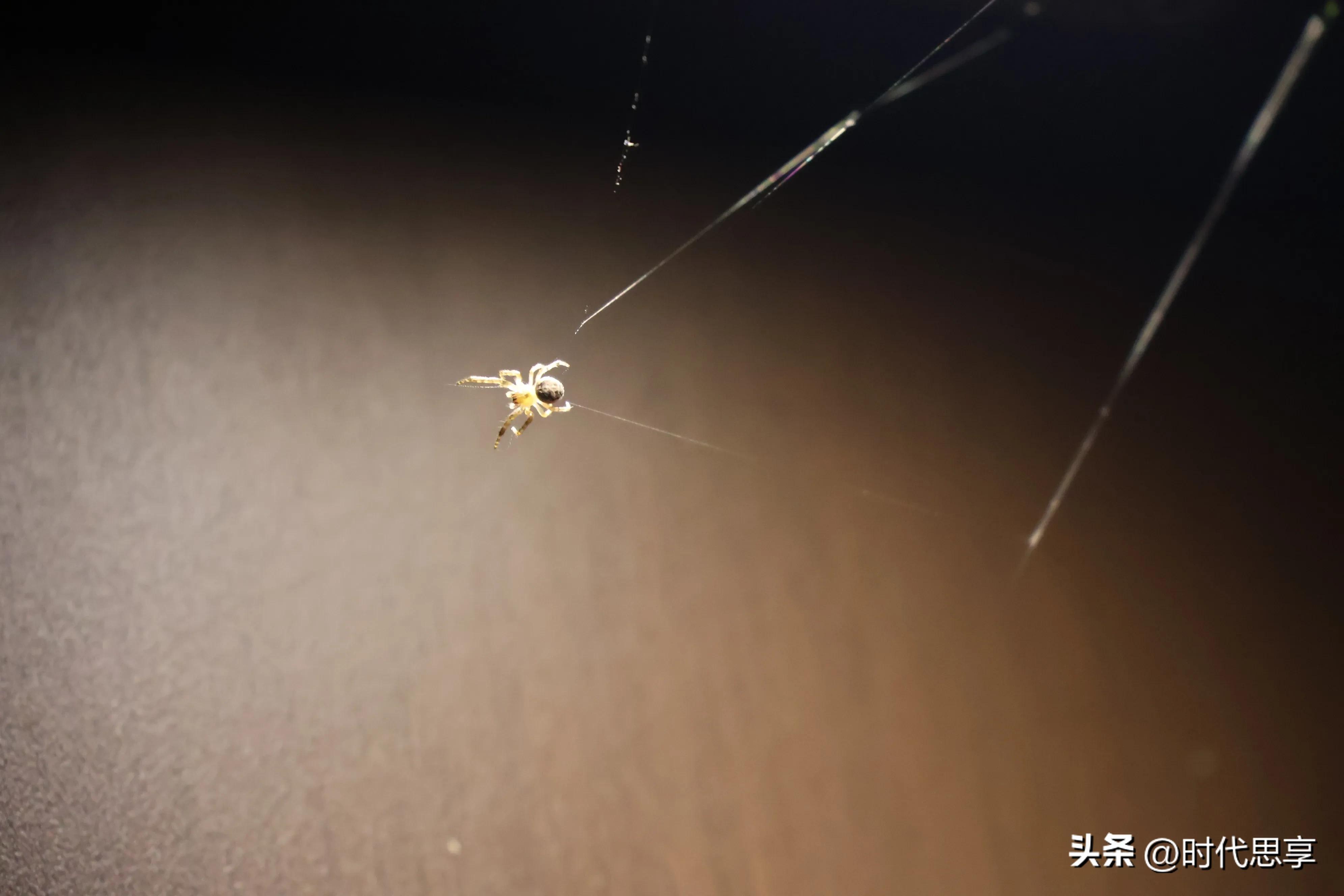 蜘蛛结网坐享其成,蜘蛛为什么能结网