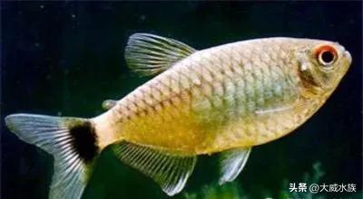 新手必养灯科鱼,灯科群游