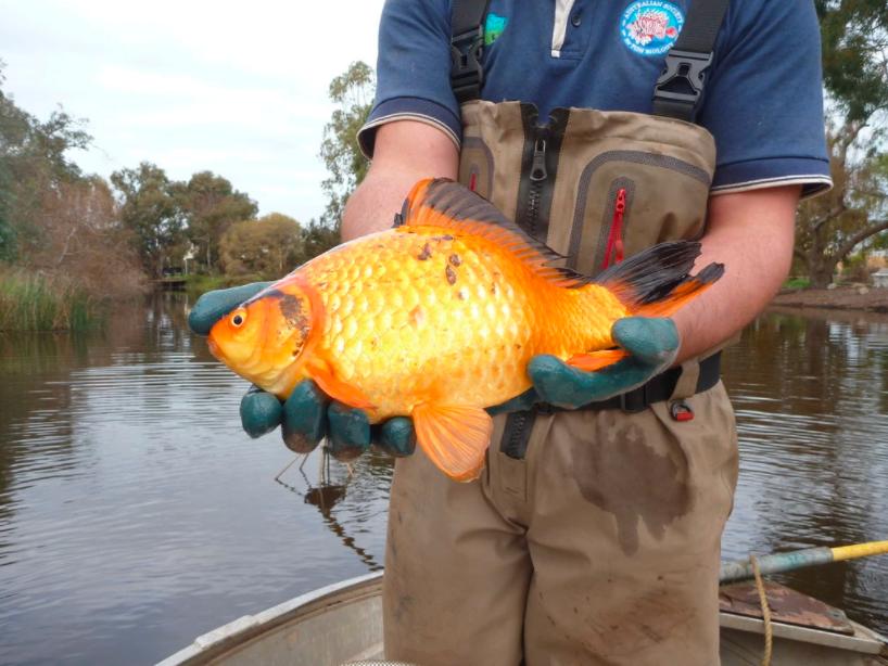金鱼在国外泛滥成灾,中国金鱼在国外