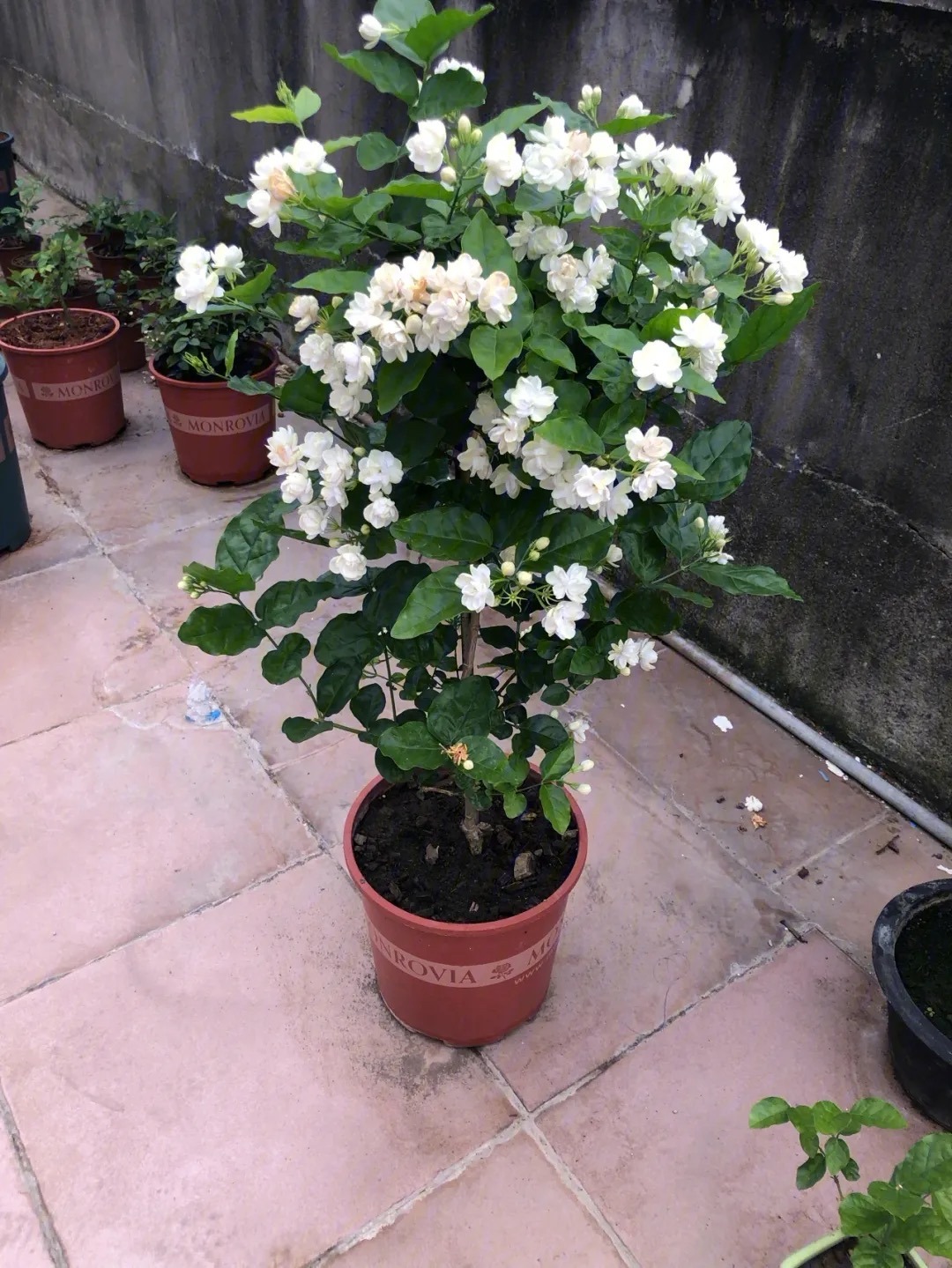 茉莉花怎么养迅速开花,茉莉花如何养开花不断