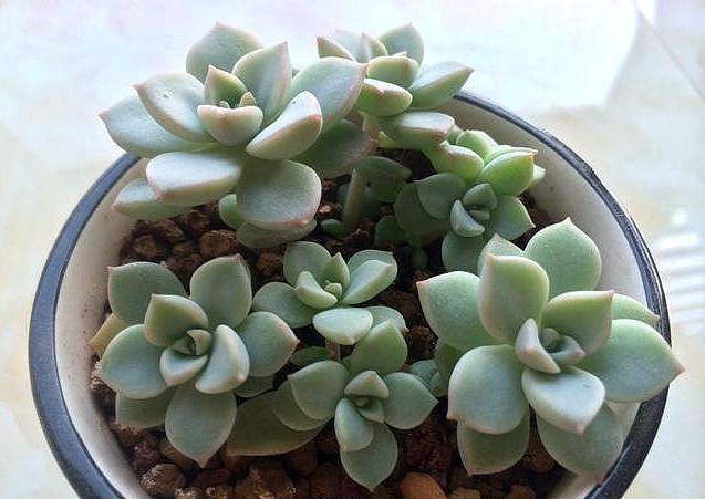 白牡丹叶插怎么养,白牡丹怎么栽培