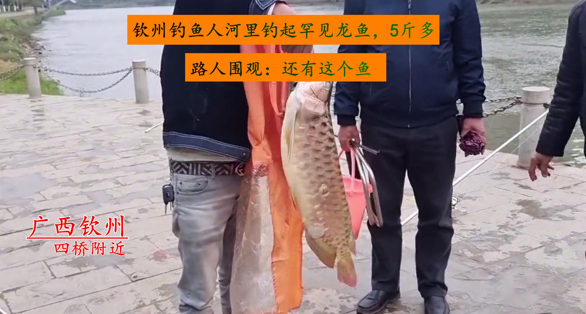 钓上来的金龙鱼能活吗,男子钓到5斤多重野生大黄鱼