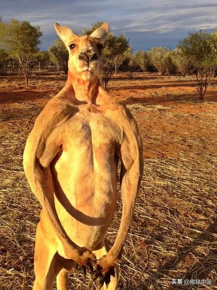 咏袋鼠诗点评——陇诗月旦辛丑小寒篇