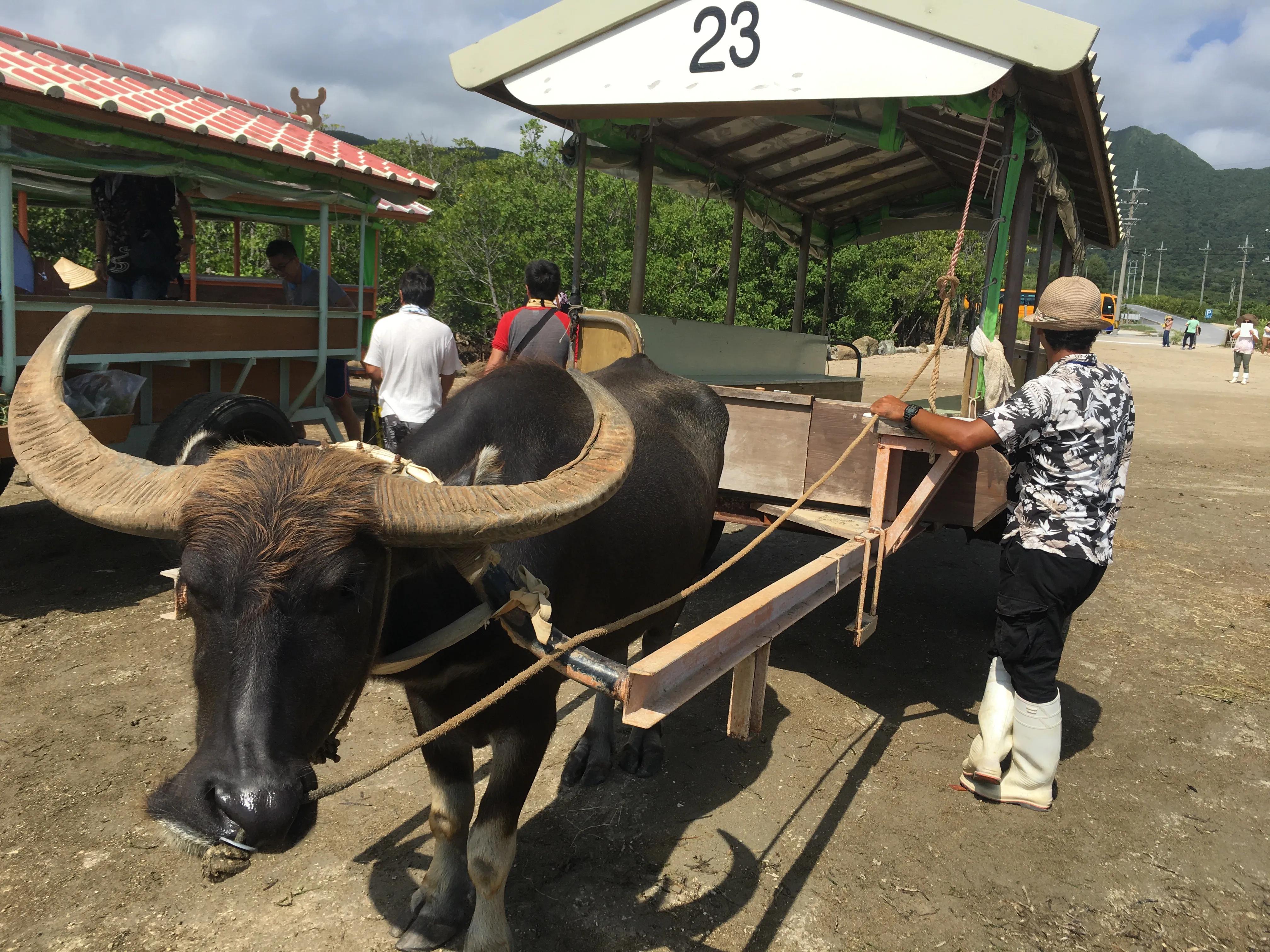 日本冲绳旅游攻略11月份最新,一个人的冲绳旅游探索未知的乐趣